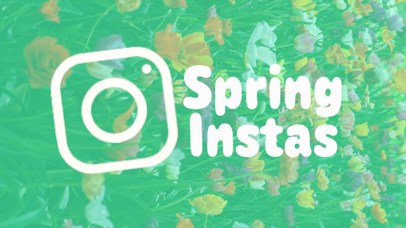 Spring Instas